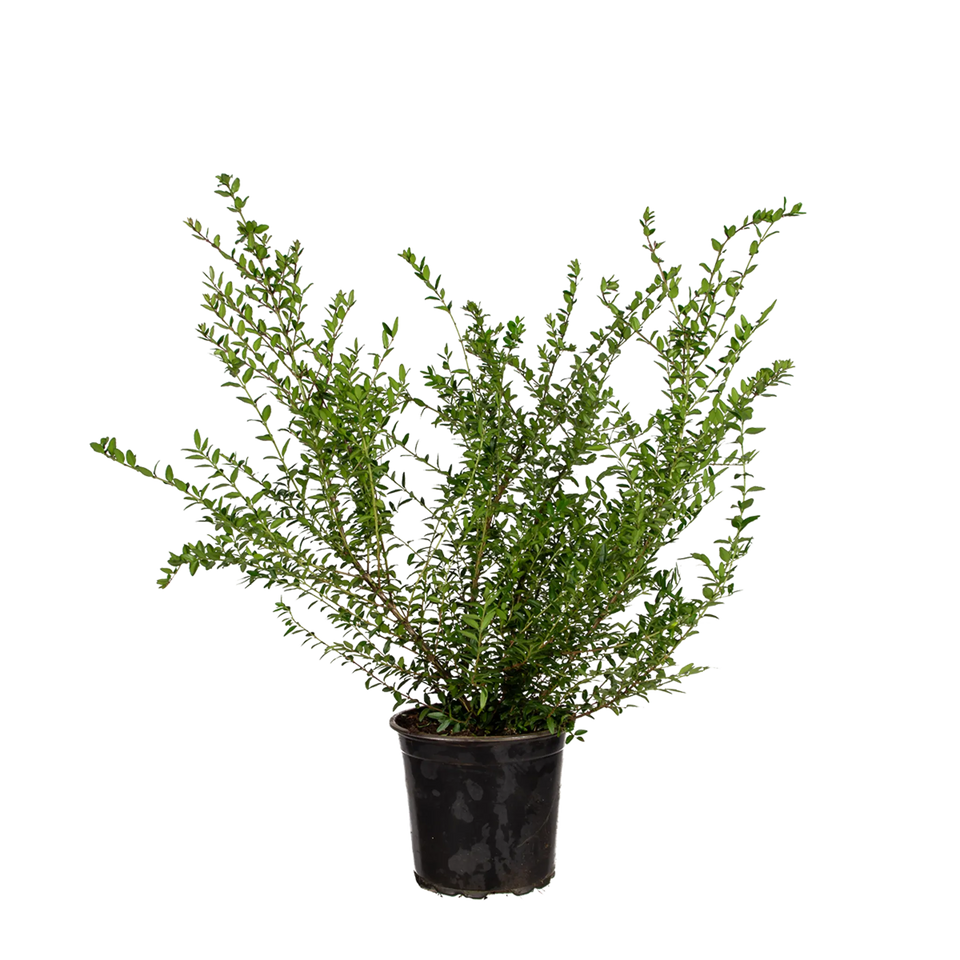 Heckenmyrte Elegant