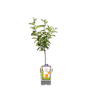 Apfelbaum 'Elstar'
