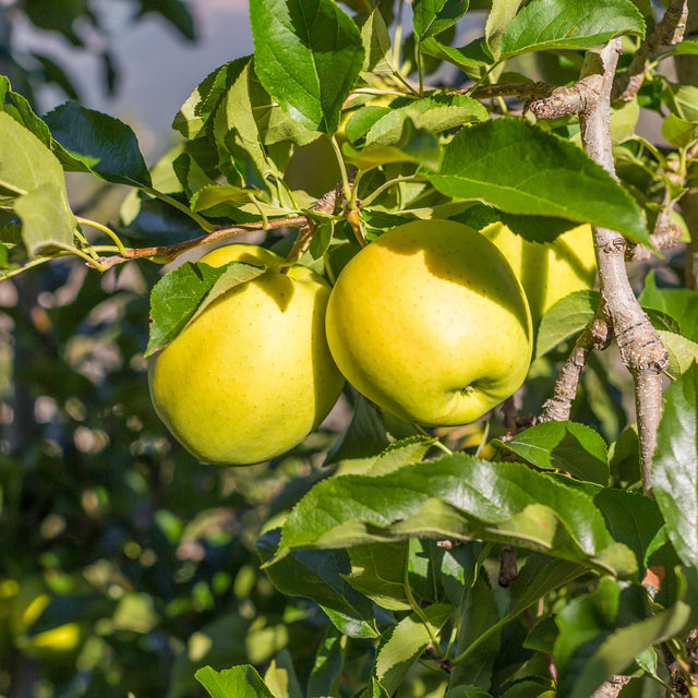 Apfelbaum 'Golden Delicious'