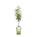 Apfelbaum 'James Grieve'