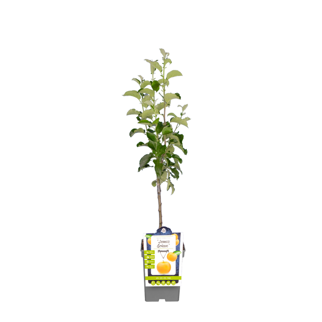 Apfelbaum 'James Grieve'