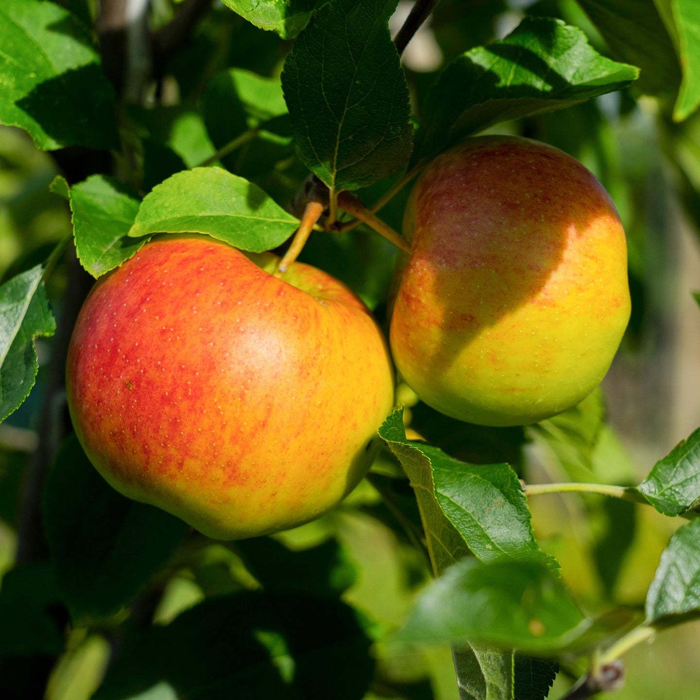 Apfelbaum 'James Grieve'