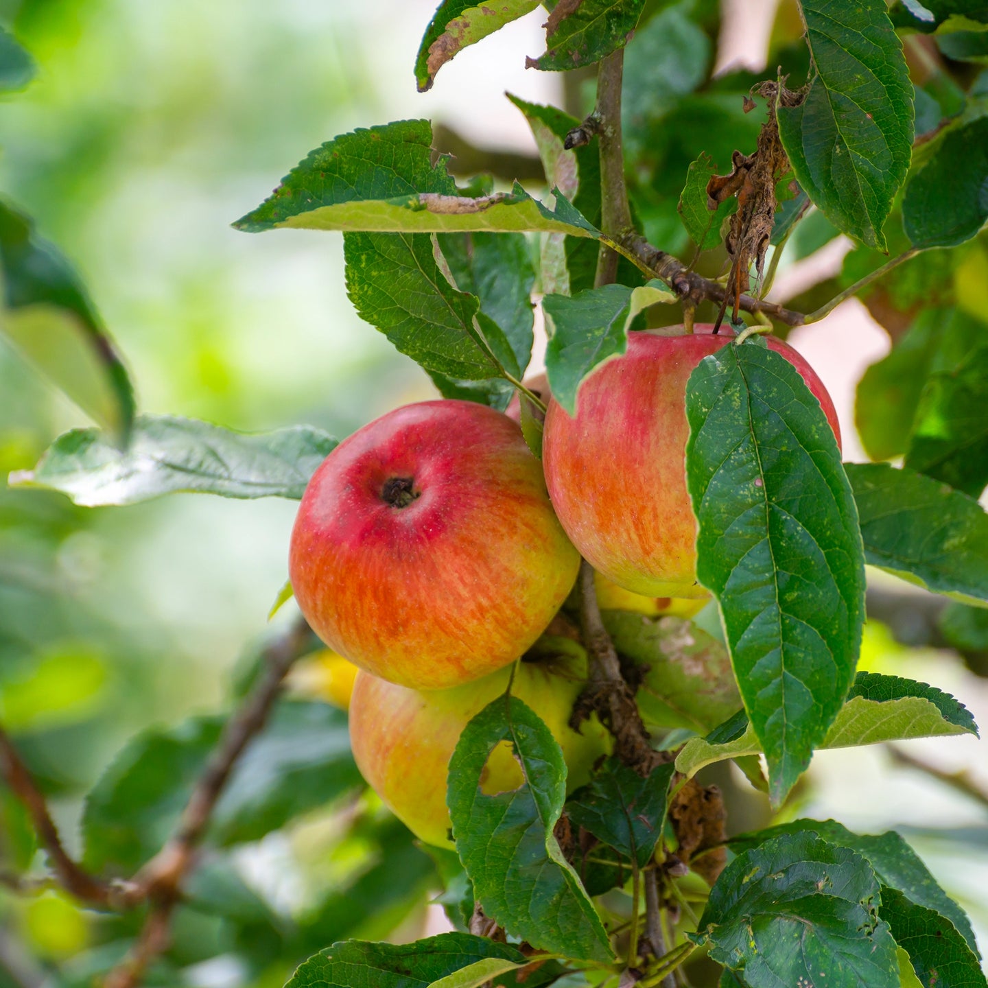 Apfelbaum 'Jonagold'