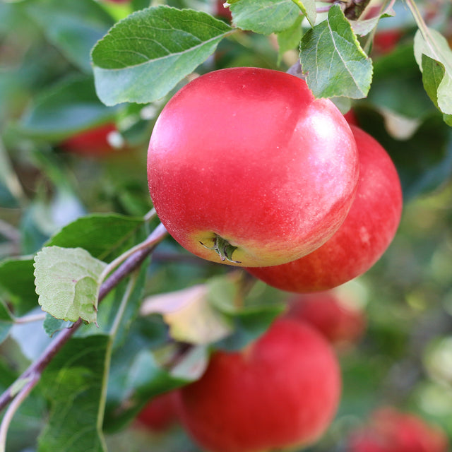 Apfelbaum 'Roter Boskoop'