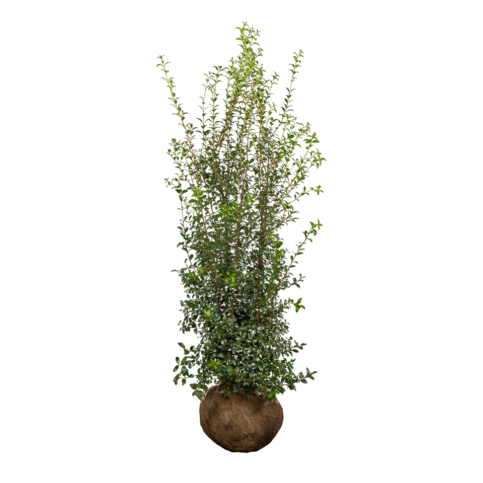 Burkwoods Durftblüte