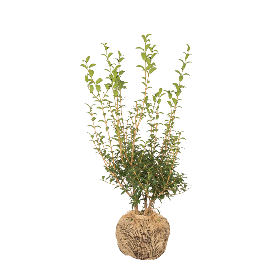 Burkwoods Durftblüte