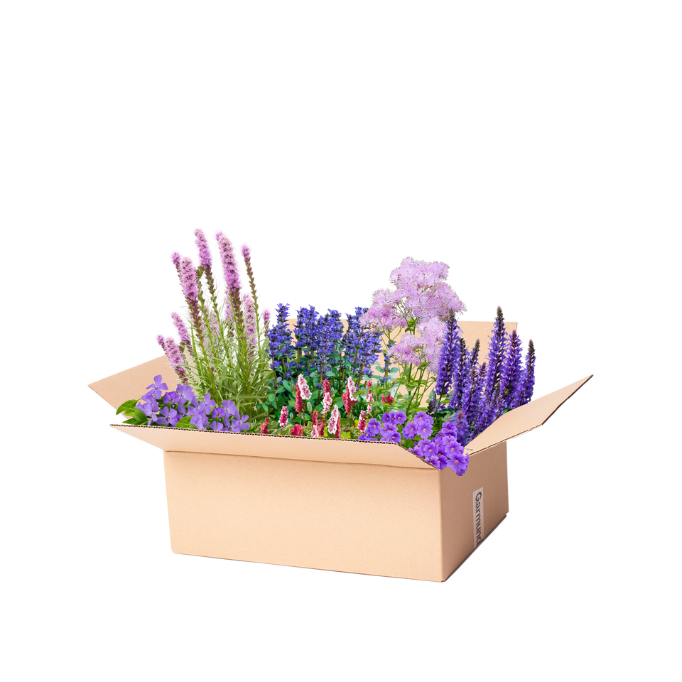 Staudenpaket Lila und Rosa