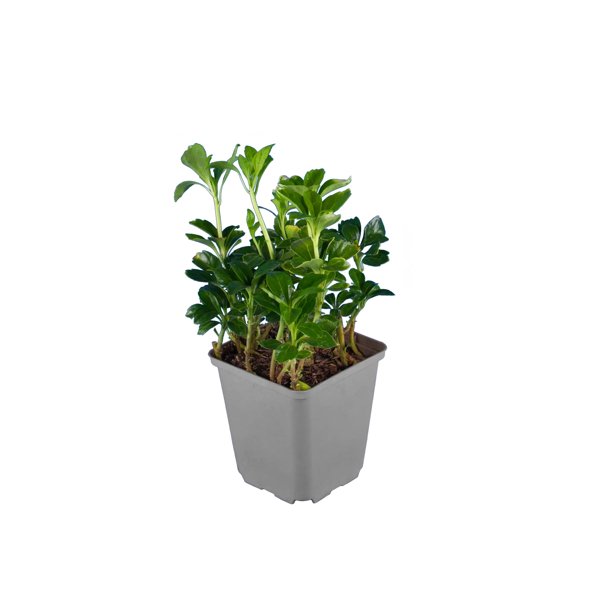 Dickmännchen / Schattengrün 'Green Sheen' (Pachysandra terminalis 'Green Sheen')
