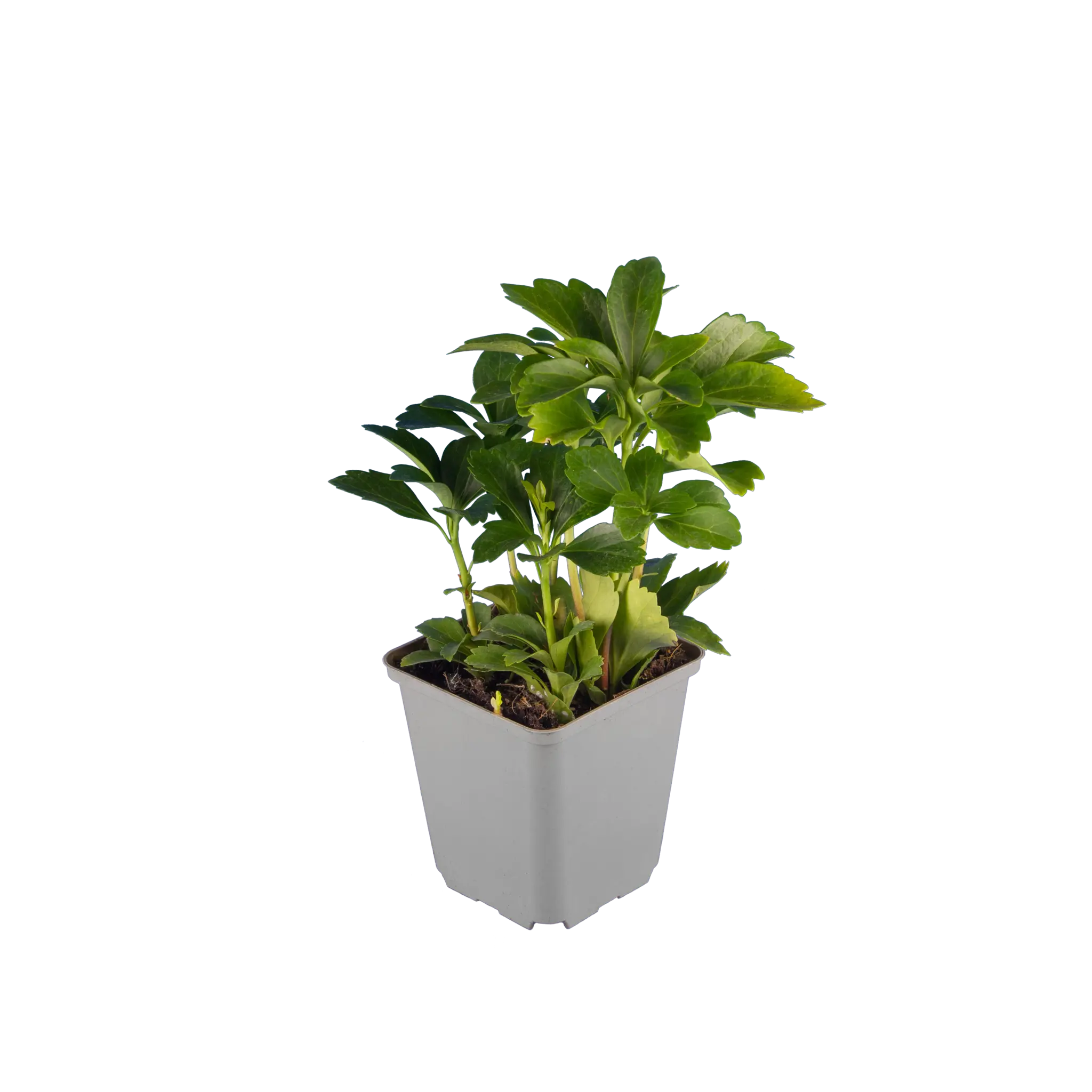 Dickmännchen / Schattengrün (Pachysandra terminalis) bodendecker