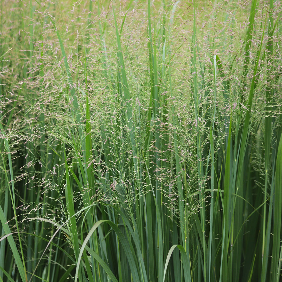 Rutenhirse Northwind