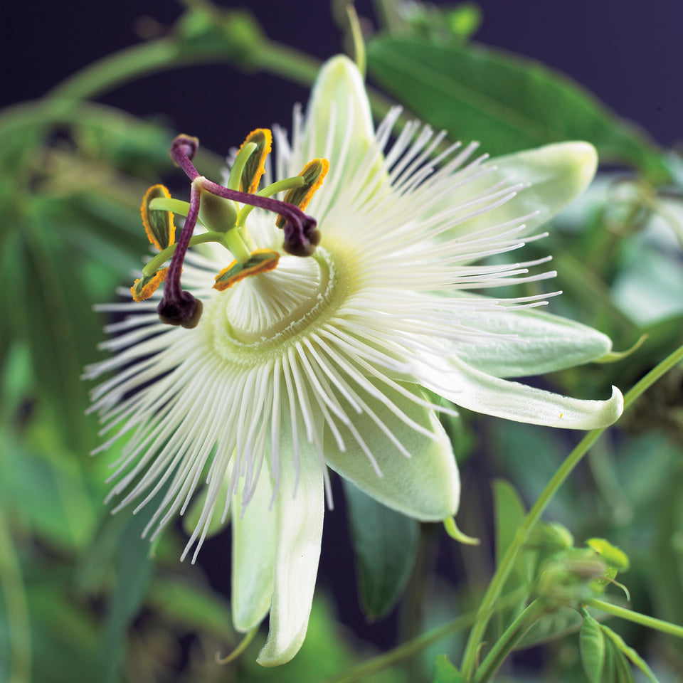weiße Passionsblume
