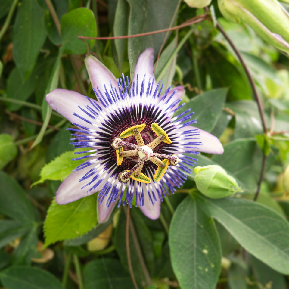 Passionsblume Damsel's Delight