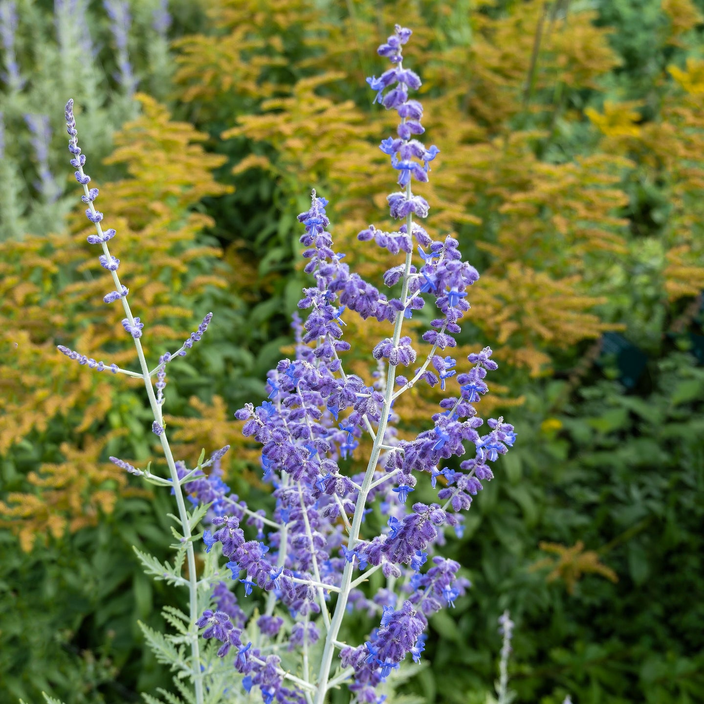 Blaurate Blue Spire