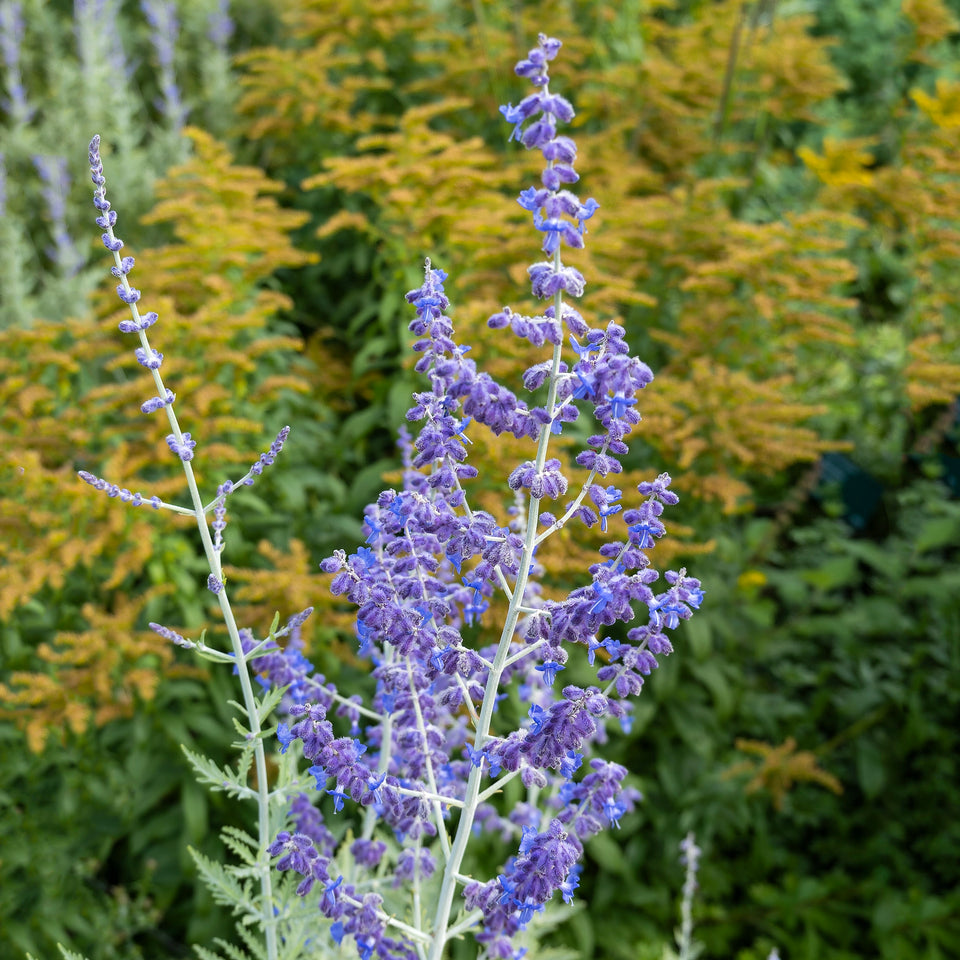 Blaurate Blue Spire