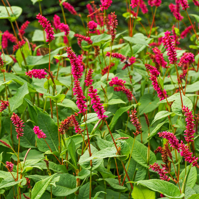 Kerzenknöterich amplexicaulis