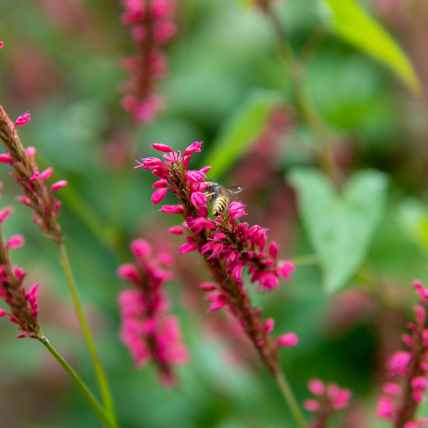 Kerzenknöterich Speciosa