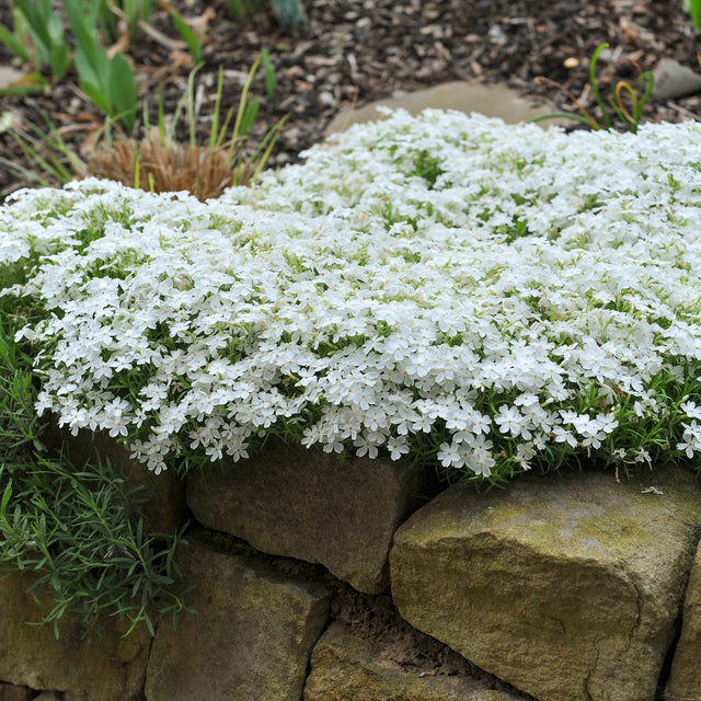 Flammenblume Maischnee