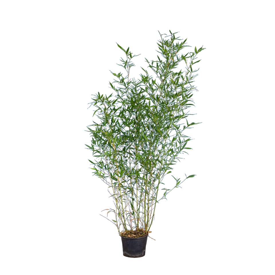 Bambus Aureocaulis