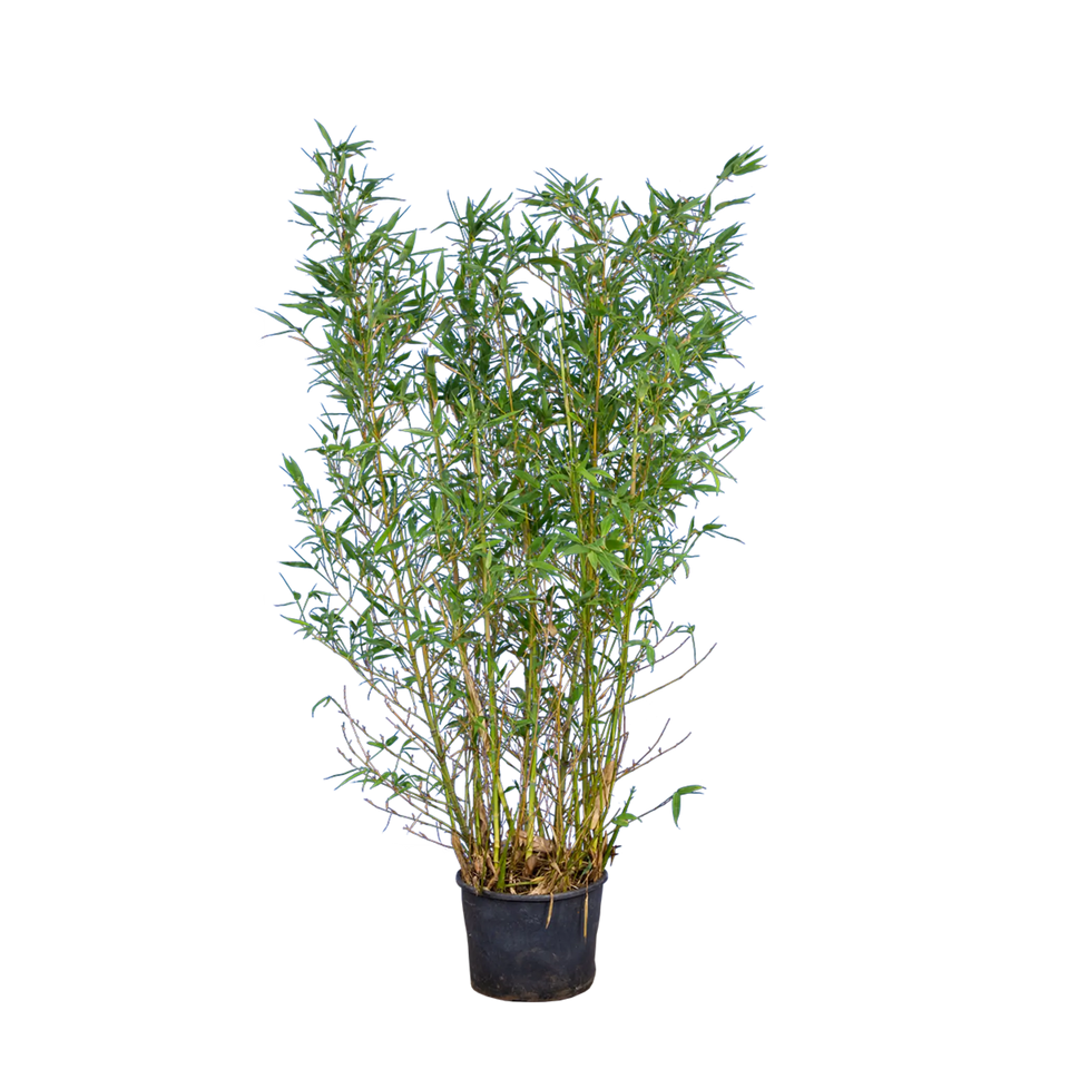 Bambus Aureocaulis