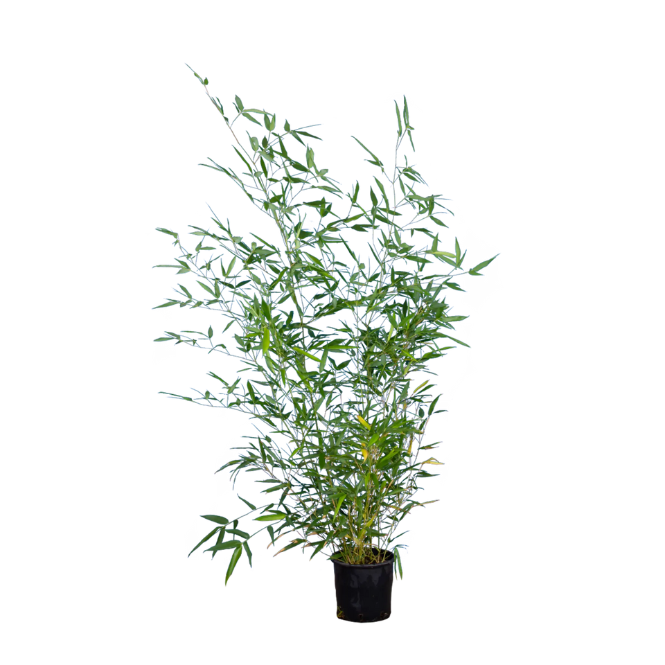 Bambus Bissetii