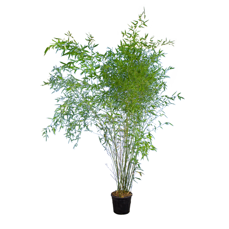 Bambus Bissetii
