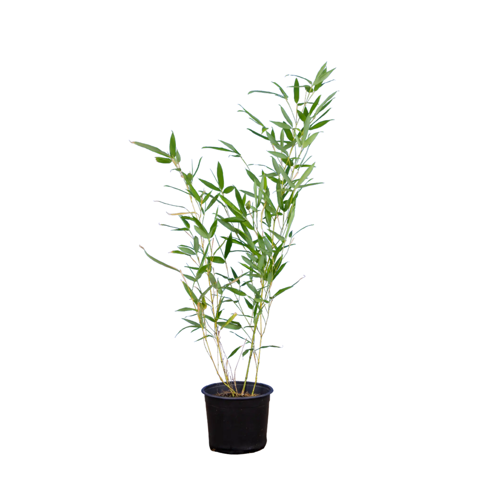 Bambus Bissetii