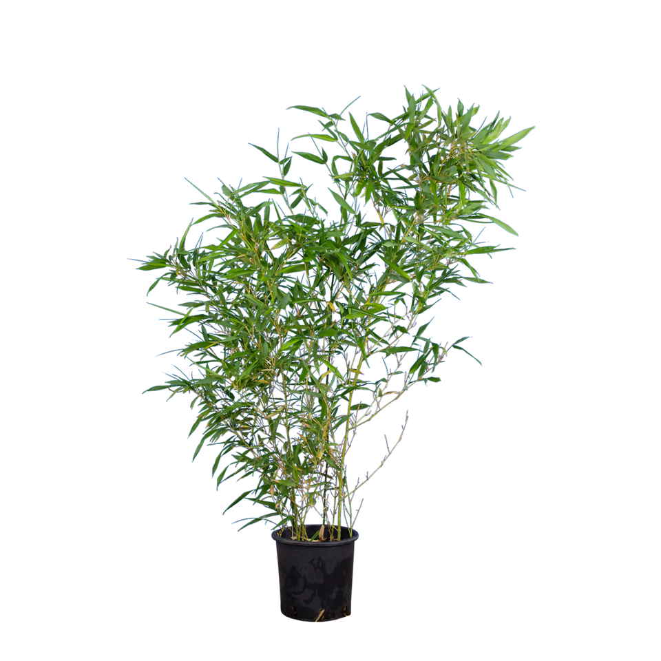 Bambus Bissetii