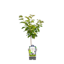 Kirschbaum 'Kordia'