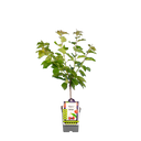 Kirschbaum 'Regina'