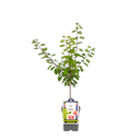 Pflaumenbaum 'Opal'