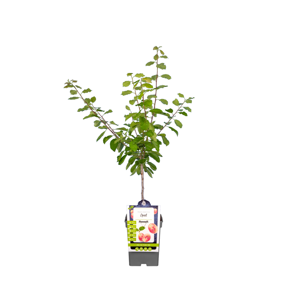 Pflaumenbaum 'Opal'