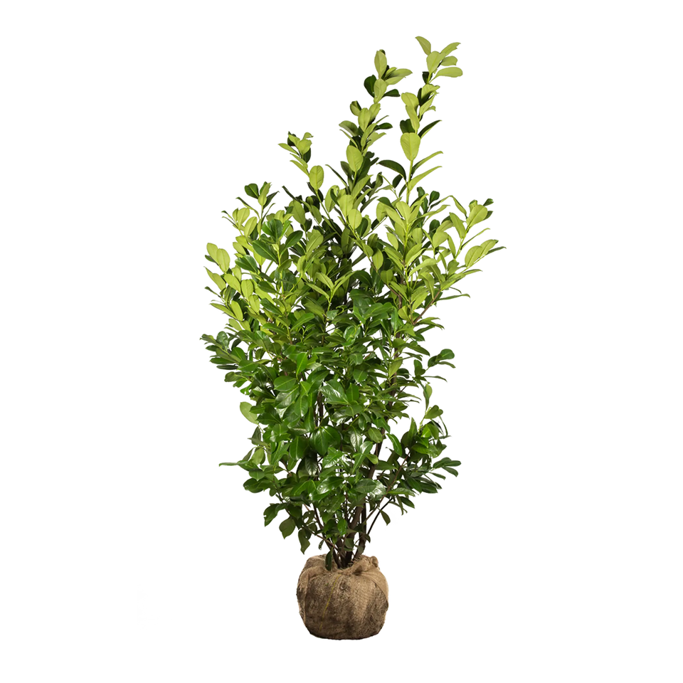 Kirschlorbeer Rotundifolia