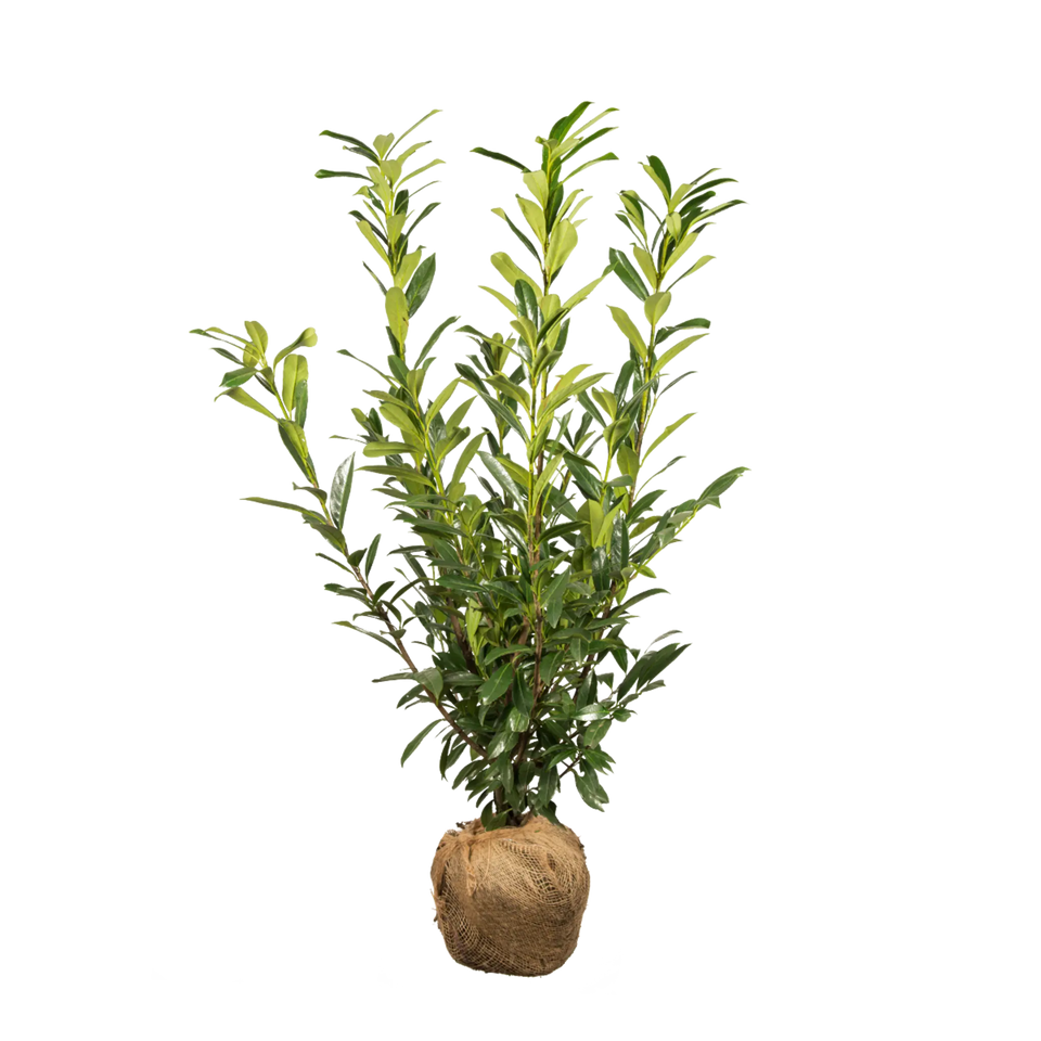 Kirschlorbeer Caucasica
