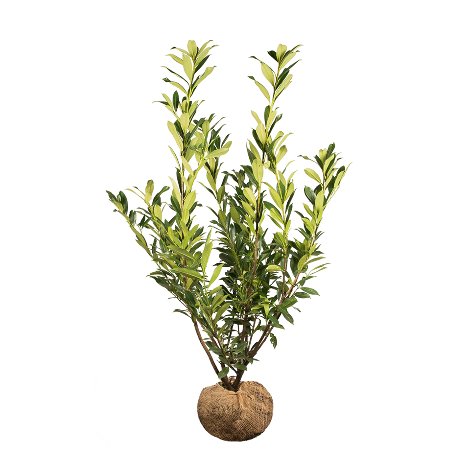Kirschlorbeer Caucasica