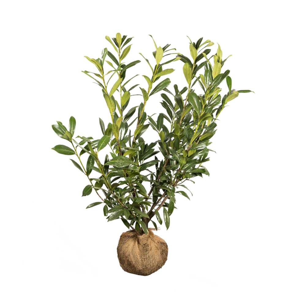 Kirschlorbeer Caucasica