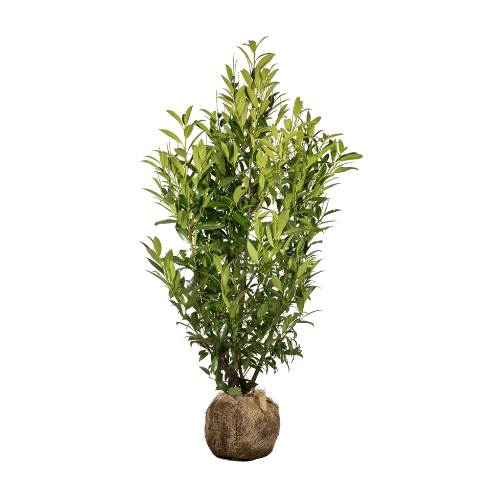 Kirschlorbeer Herbergii