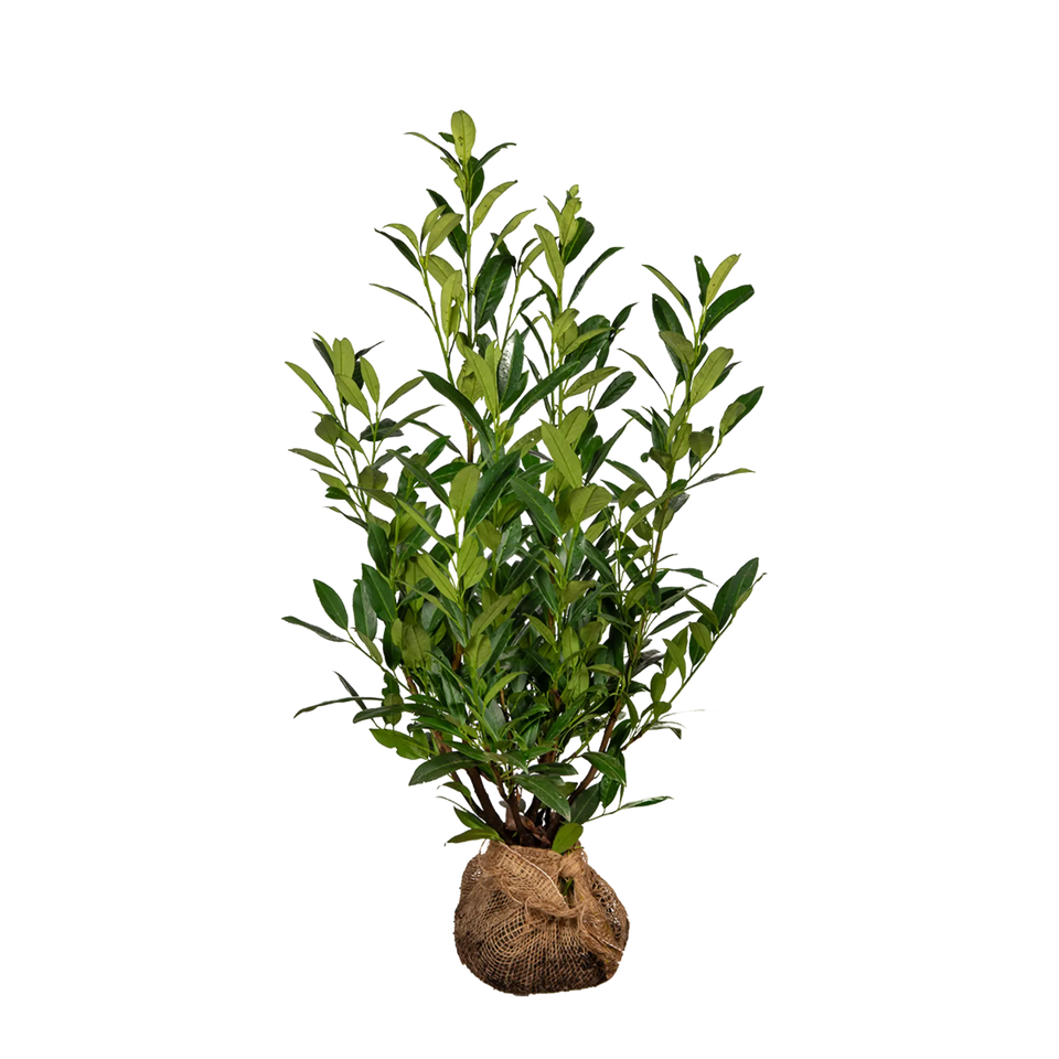 Kirschlorbeer Herbergii