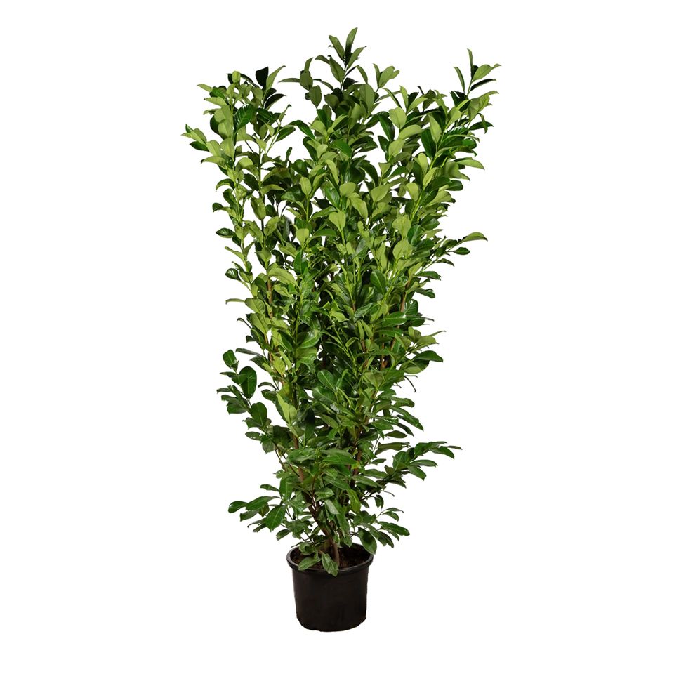 Kirschlorbeer Rotundifolia
