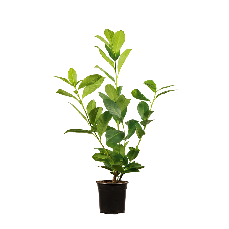 Kirschlorbeer Rotundifolia