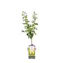 Birnbaum 'Williams'