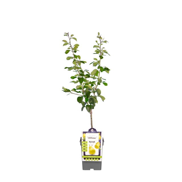 Birnbaum 'Williams'