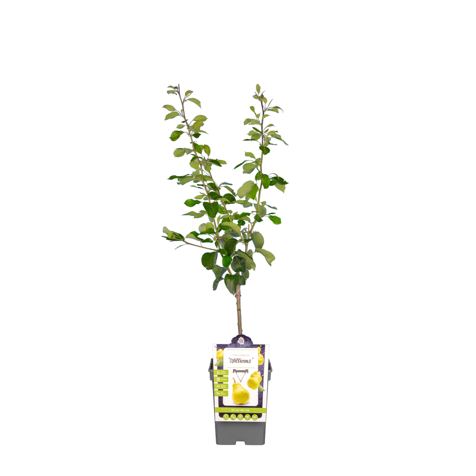 Birnbaum 'Williams'
