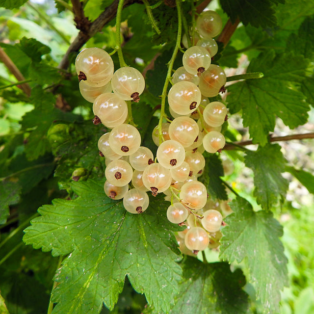 Weiße Johannisbeere 'Witte Hollander'