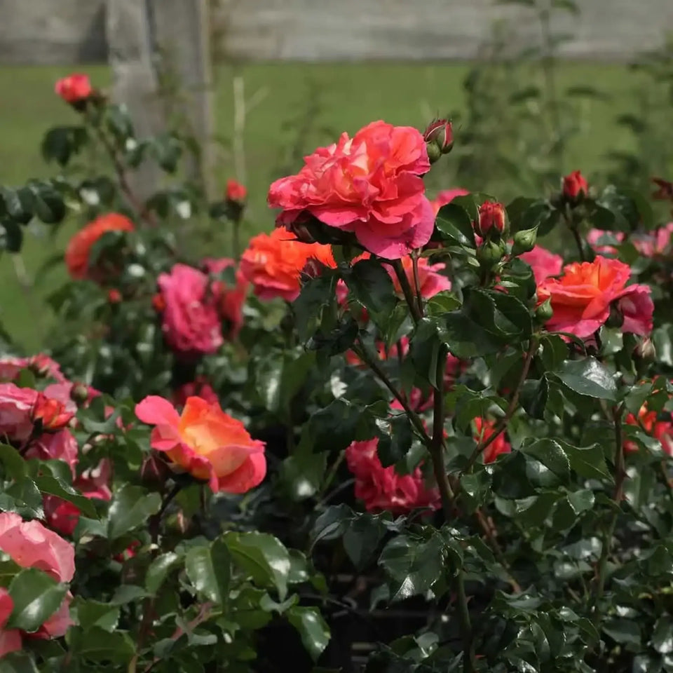 Märchenrose Gebrüder Grimm