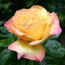 Großblumige Rose Peace