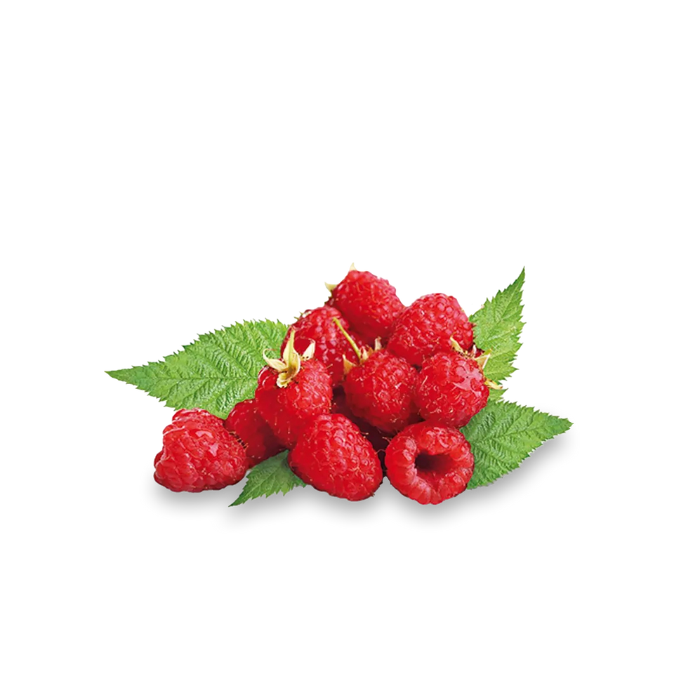 Sommerhimbeere 'Malling Promise'