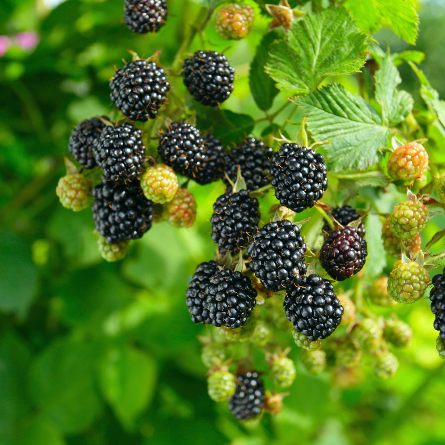 Brombeere 'Black Satin'