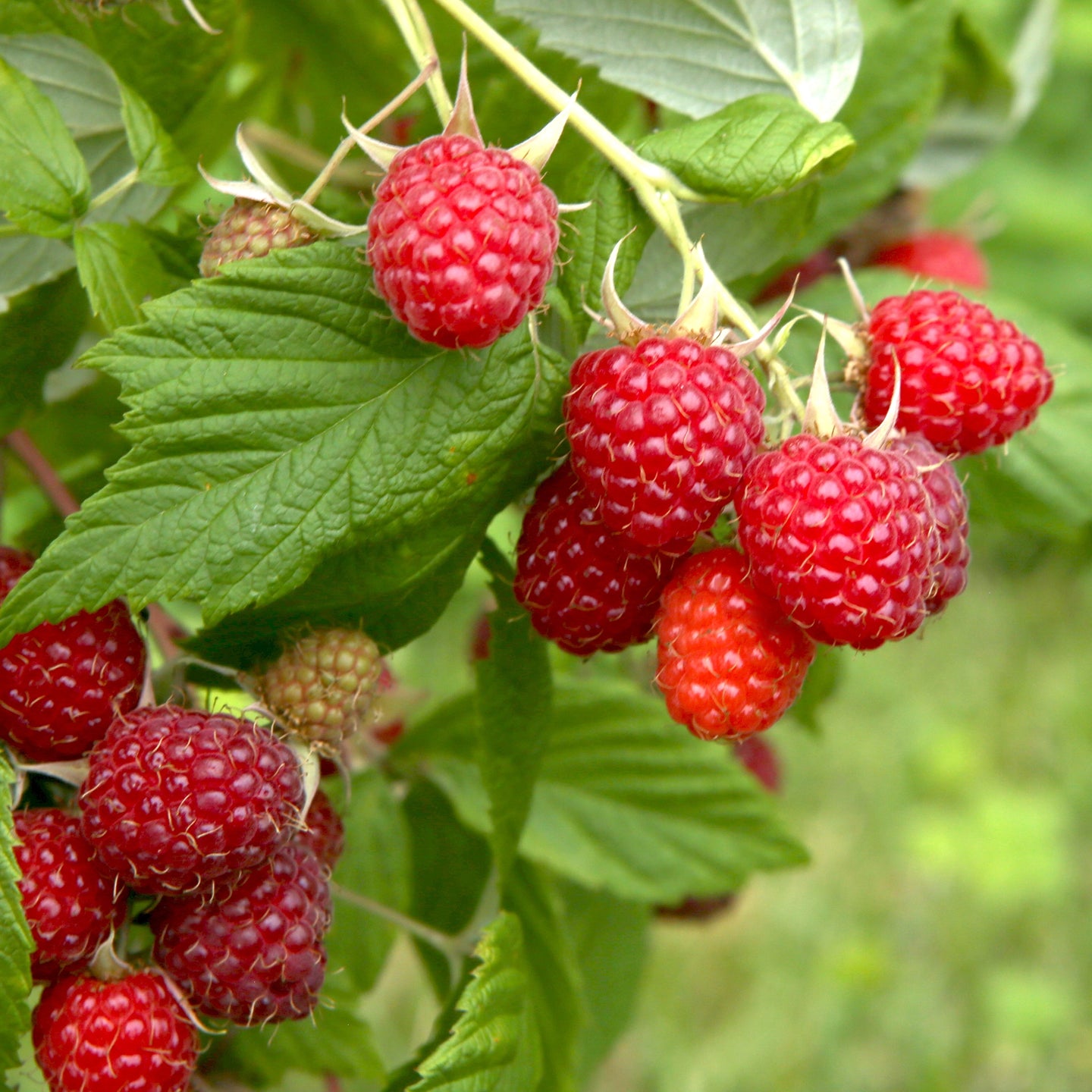 Sommerhimbeere 'Malling Promise'