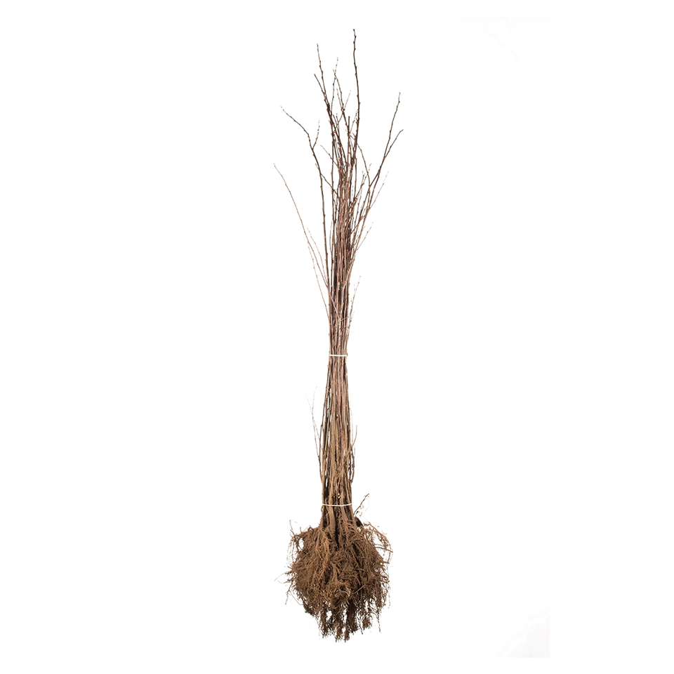Palmweide
