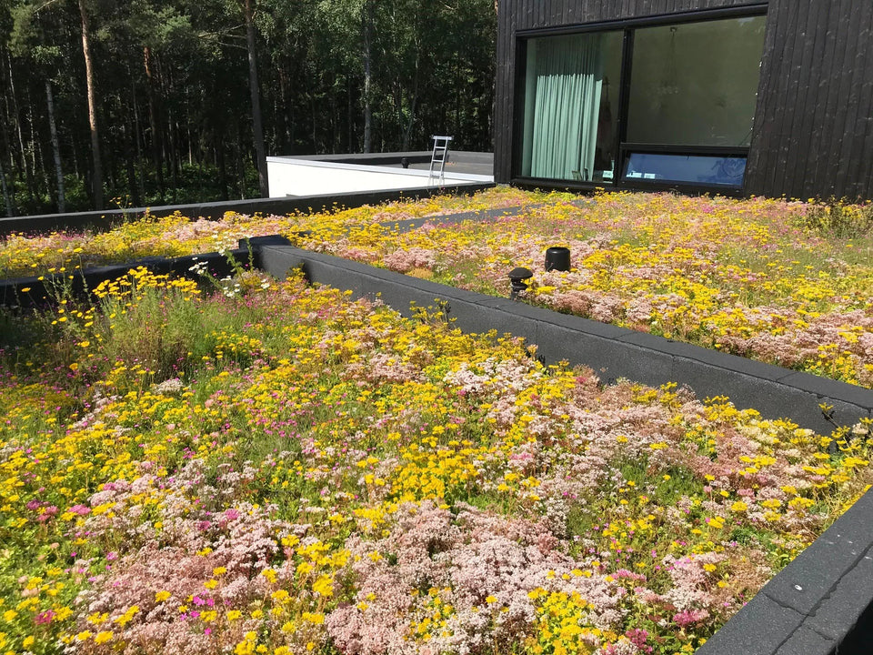 Dachbegrünung System Biodiversität leichtgewichtig